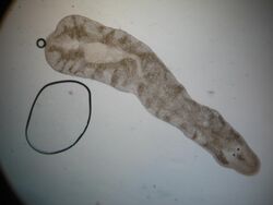 A long, brown flatworm with two small eyes