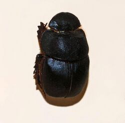 Scarabaeidae - Catharsius molossus.JPG