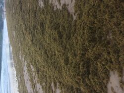Seaweed wash wild ashore at Busua Beach western Region Ghana 05.jpg