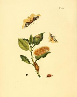 Sepp-Surinaamsche vlinders - pl 014 plate Megalopyge xanthopasa.jpg