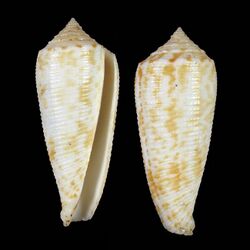 Shell Conus sogodensis.jpg