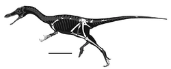 Shishugounykus inexpectus skeletal reconstruction.png