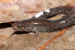 Southern Dusky Salamander (D. auriculatus).jpg