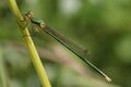 Southern Emerald Damselfly (9285227472).jpg