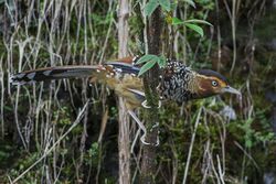 Spotted Laughingthrush Sikkim India 16.05.2015.jpg