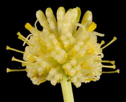 Stirlingia simplex - Flickr - Kevin Thiele.jpg