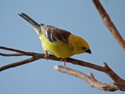 Sudan Golden Sparrow RWD3.jpg