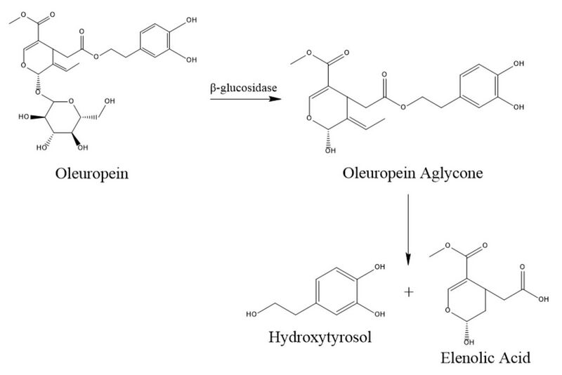File:Synthesis of Hydroxytyrosol.jpg