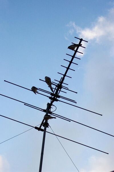 File:Television Antenna.jpg