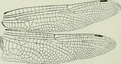 The biology of dragonflies (Odonata or Paraneuroptera) (1917) (20195821239).jpg