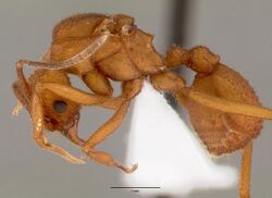 Trachymyrmex nogalensis casent0000364 profile 1.jpg