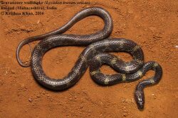 Travancore wolf snake Lycodon travancoricus by Krishna Khan.jpg