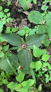 Trillium sessile plants with fruit on June 19 in Franklin County, Ohio USA