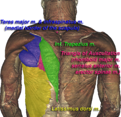 VHM Triangle of Auscultation.png