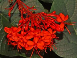 Verbenaceae - Clerodendrum speciosissimum.JPG