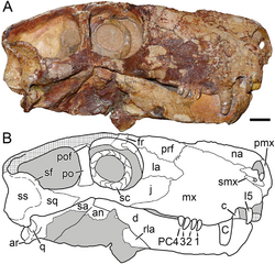 Photograph of the holotype skull and a diagram