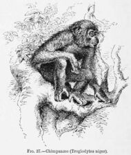 illustration of a chimpanzee from one of Wallace's books