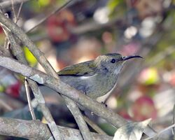 White-flanked Sunbird (Aethopyga eximia).jpg