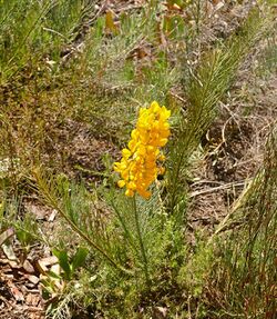 Wildeviolette (Lebeckia sepiaria) (32709919341).jpg