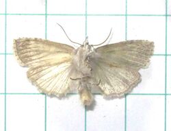 帶波紋蛾(腹面) Takapsestis wilemaniella wilemaniella Matsumura, 1933 (ventral) (9755124096).jpg