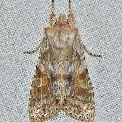 - 9887 – Lithophane bethunei – Bethune's Pinion Moth (16223139331).jpg