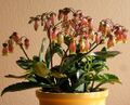 2007-03-25Kalanchoe miniata15.jpg