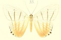 33-Micronia notabalis Pagenstecher, 1900.JPG