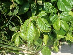 Poison ivy leaf mite (Aculops rhois)