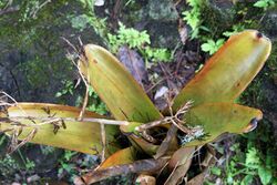 "Aechmea mulfordii" at the Wilson Botanical Garden, Las Cruces Biological Station, Costa Rica