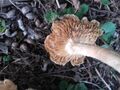 Agrocybe aegerita 22.jpg