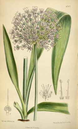 Allium macleanii Bot. Mag. 109. 6707. 1883..jpg