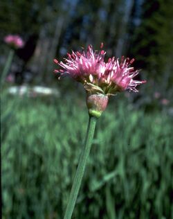 Allium validum flower.jpg