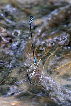 Allocnemis marshalli ovipositing.jpg