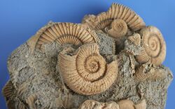 Ammonites Dactylio Ceras Commune Schleifhausen Germany Jura 02.jpg
