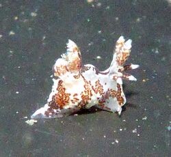 Ancula lentiginosa from Santa Cruz, California.jpg