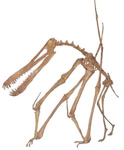 Anhanguera skeleton white background.JPG