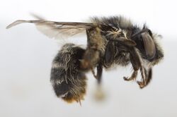 Anthophora terminalis 2 F (16266850674).jpg