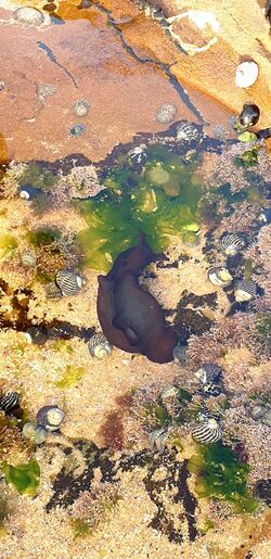 Aplysia juliana in rock pool in North Avoca, NSW, Australia