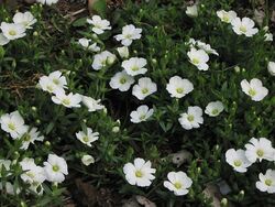 Arenaria montana 2.jpg