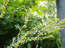Artemisia sieversiana 52312937.jpg