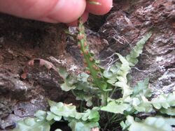 Holding up an A. pinnatifidum leaf to show short, linear sori below