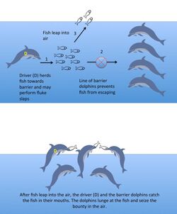 Barrier feeding in bottlenose dolphins.jpg