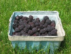 Black raspberries in a basket, side view.jpg