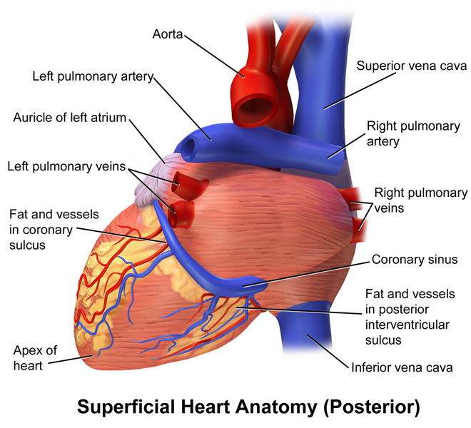 File:Blausen 0456 Heart Posterior.png