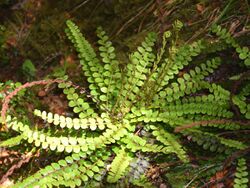 Blechnum penna-marina in Aoraki Mount Cook NP 01.jpg