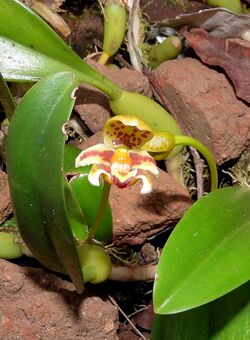 Bulbophyllum pteroglossum-4-bsi-yercaud-salem-India - cropped 1.jpg