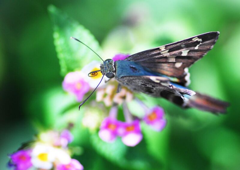 File:Butterfly on Lantana - Flickr - Andrea Westmoreland.jpg