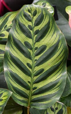 Calathea makoyana Leaf.JPG