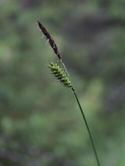 Carex cespitosa Kiiminki, Finland 16.06.2013 img 2.jpg