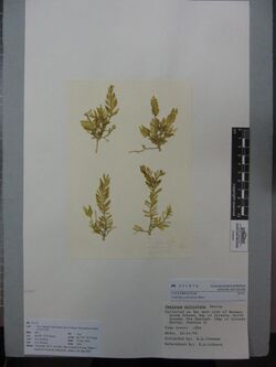 Caulerpa articulata Harv. (AM AK331874).jpg